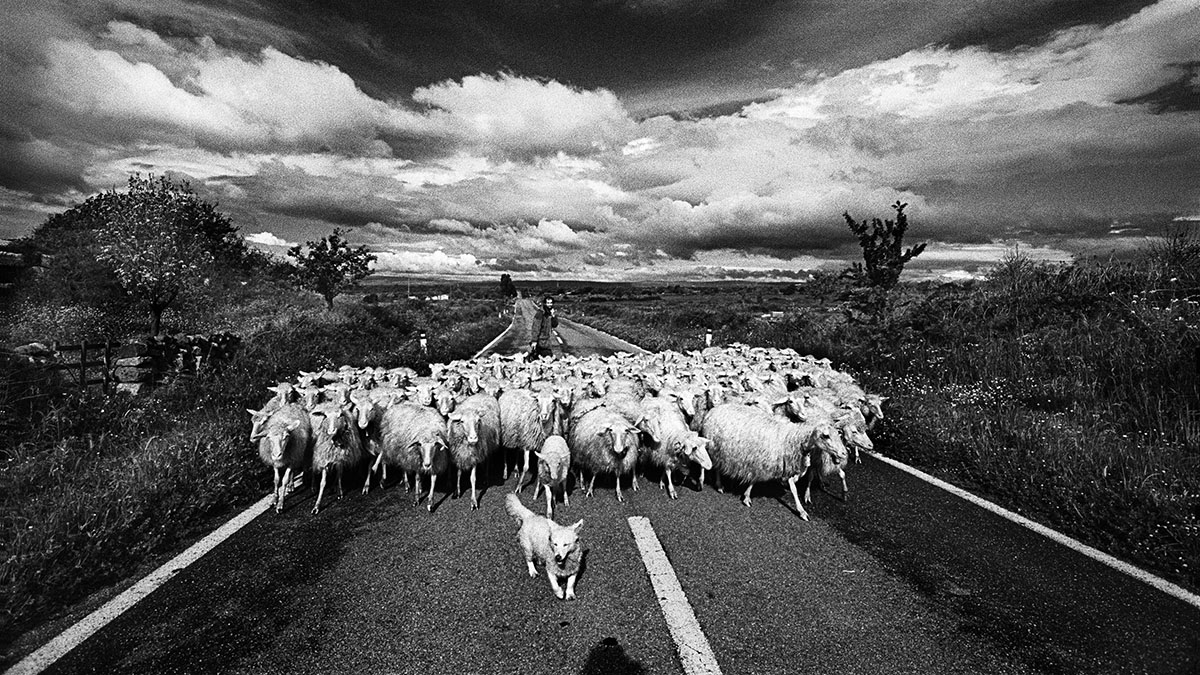 Sedilo, il gregge. Sono quattro milioni le pecore su una popolazione di un milione e mezzo. 📷 Francesco Cito©2001