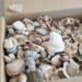 Ad Alghero bustoni di conchiglie marine e fossili abbandonati tra i rifiuti