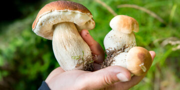 Funghi mano. ? Depositphotos