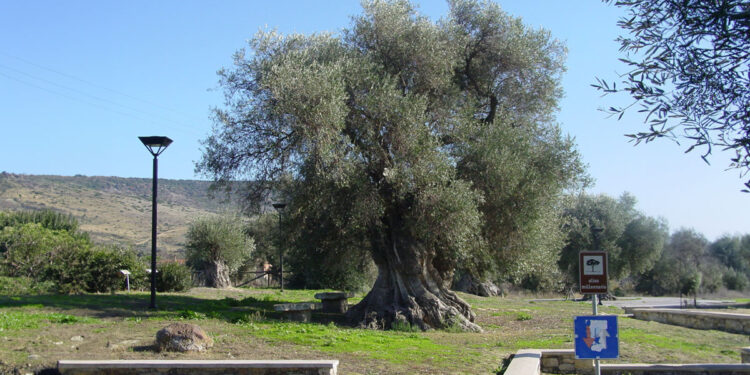 Ulivo millenario nel parco di Sini. ? Comune di Sini