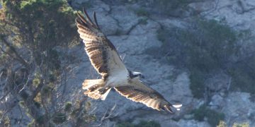 Falco Pescatore a Capo Caccia