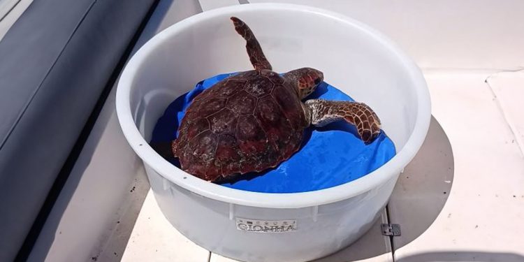 Alghero, la tartaruga Caretta caretta tratta in salvo dai pescatori