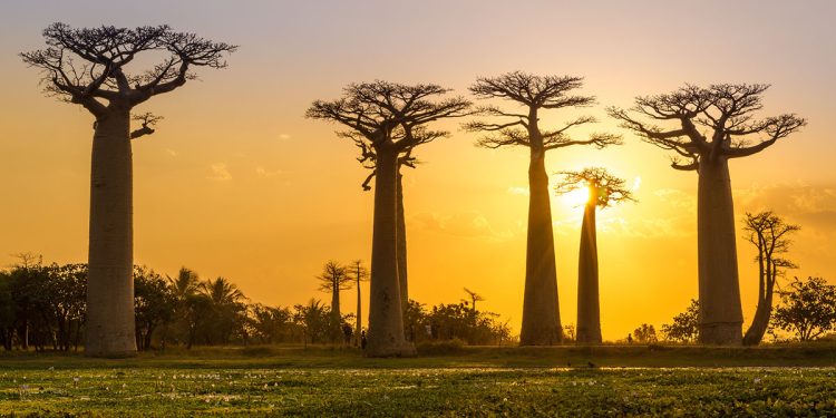 Avenue des baobab, tra Morondava e Belo Sur Tsiribihina. 📷 Depositphotos