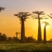 Avenue des baobab, tra Morondava e Belo Sur Tsiribihina. 📷 Depositphotos